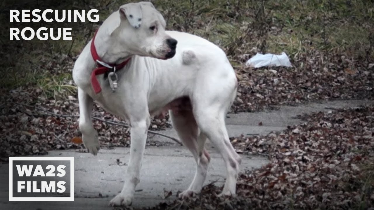 Stray Dog Acting Strange Is taken To Vet Rescue - Hope For Dogs