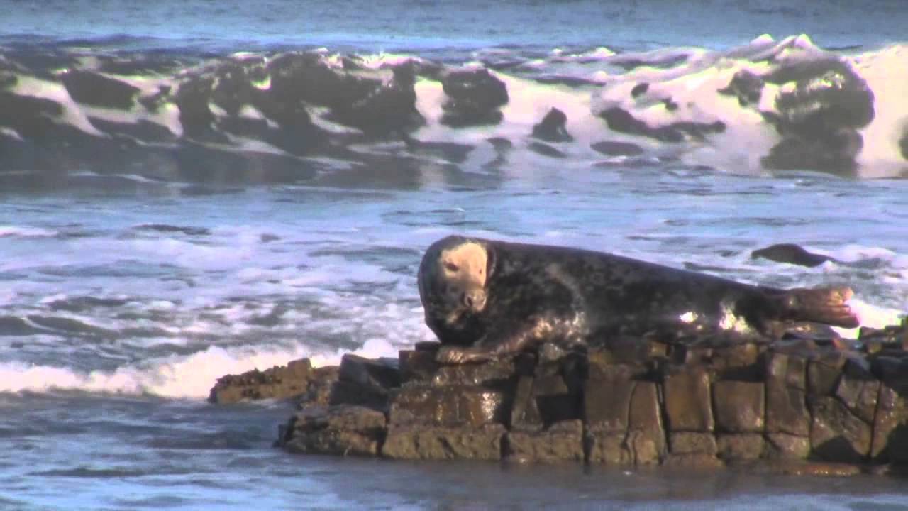 Save Our North Sea - Northumberland