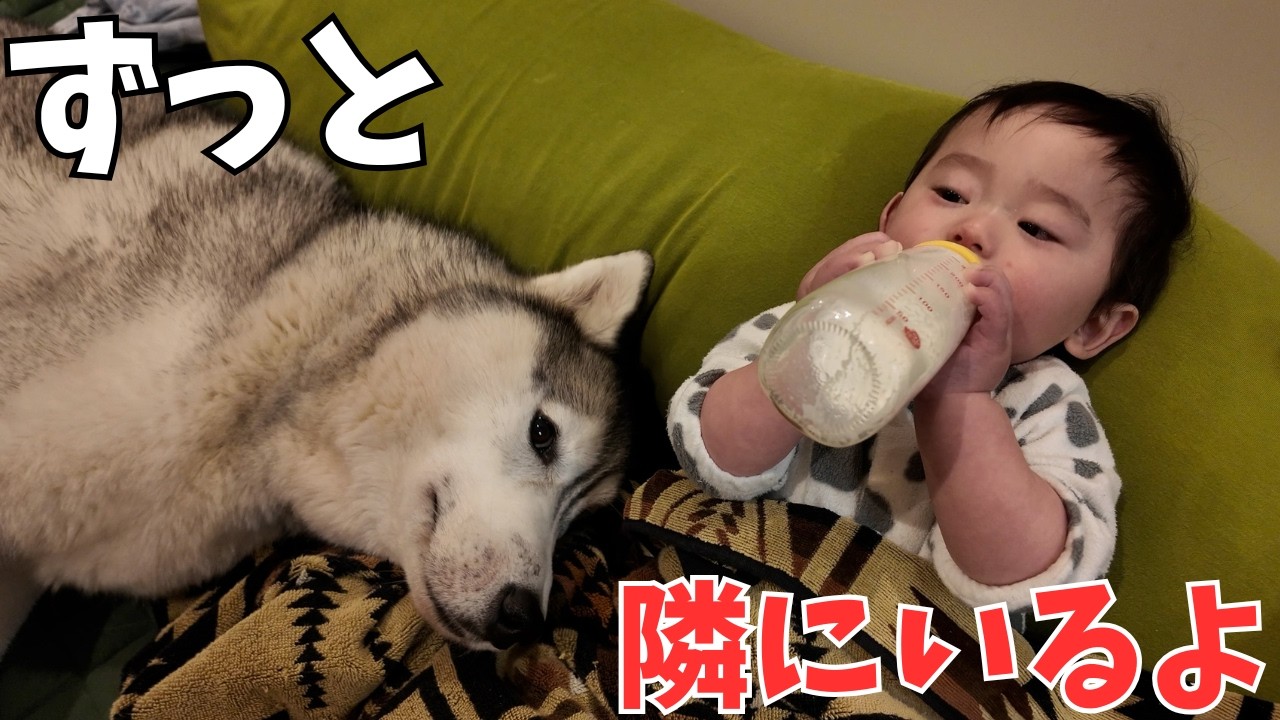 どんな時も赤ちゃんから離れないハスキーが尊すぎました…