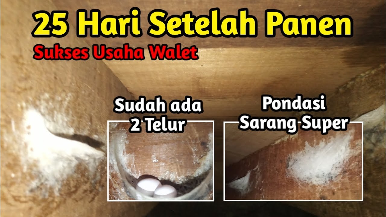 25 Hari Setelah Panen Sarang Walet Berakhir, Inilah kondisinya..... | Usaha Walet - Walet Liur Mulia