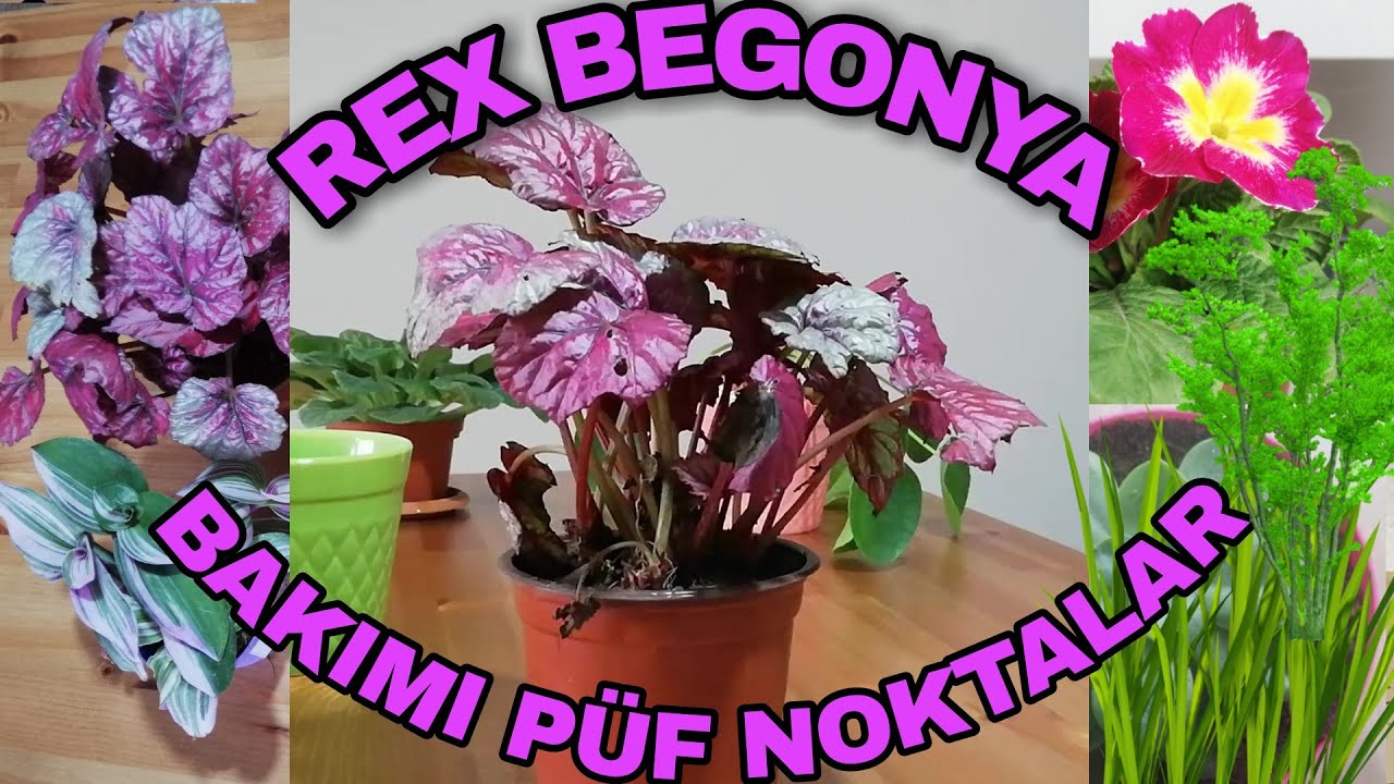 Rex Begonya bakımı nasıl yapılır? Rex Begonya nasıl çoğaltılır?