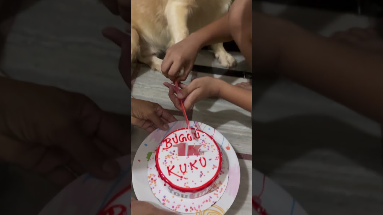 1k celebration 🎉 #buggu #goldenretreivers #trending #shorts