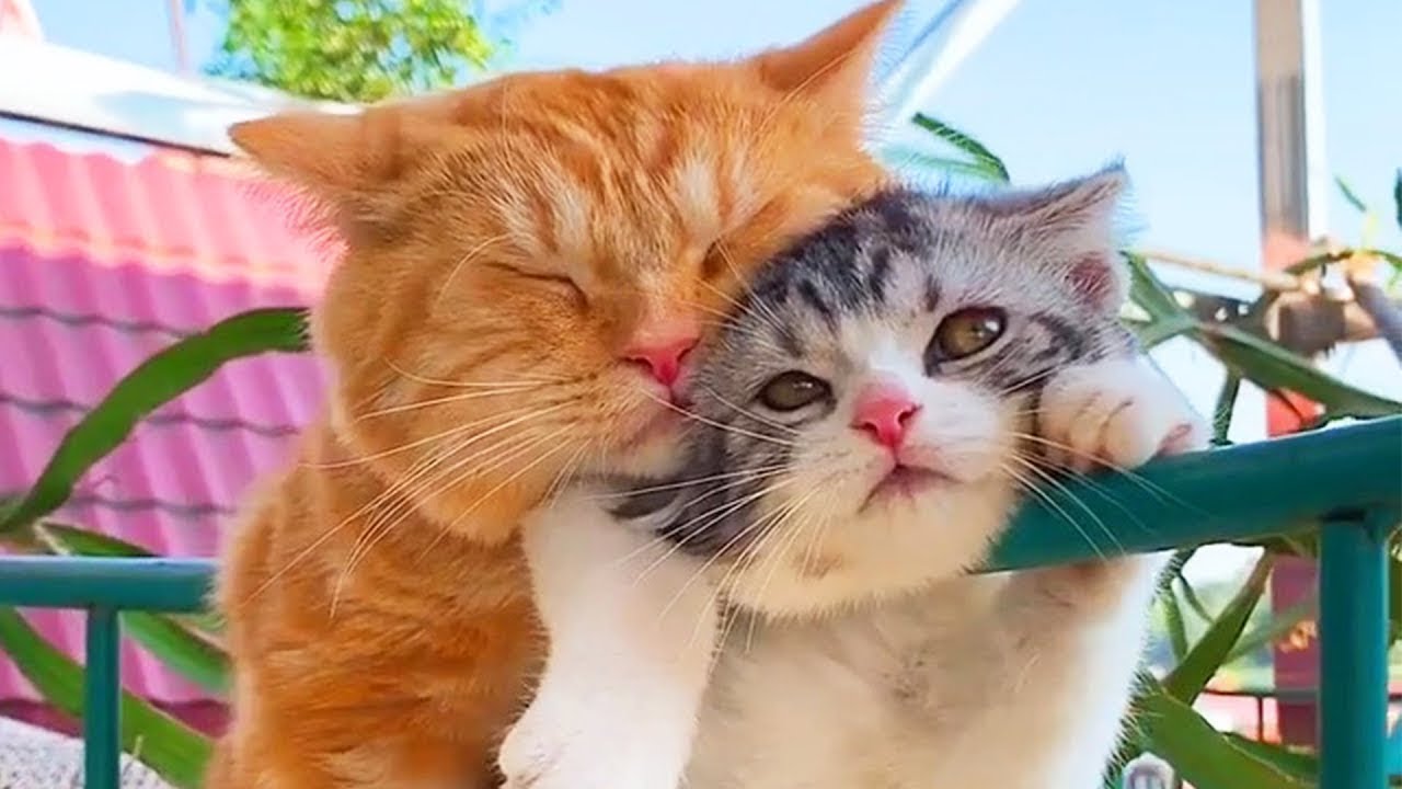 🐱 Mother Cat And Kittens 💗 Too Funny Too Cute - Pets Paws Video
