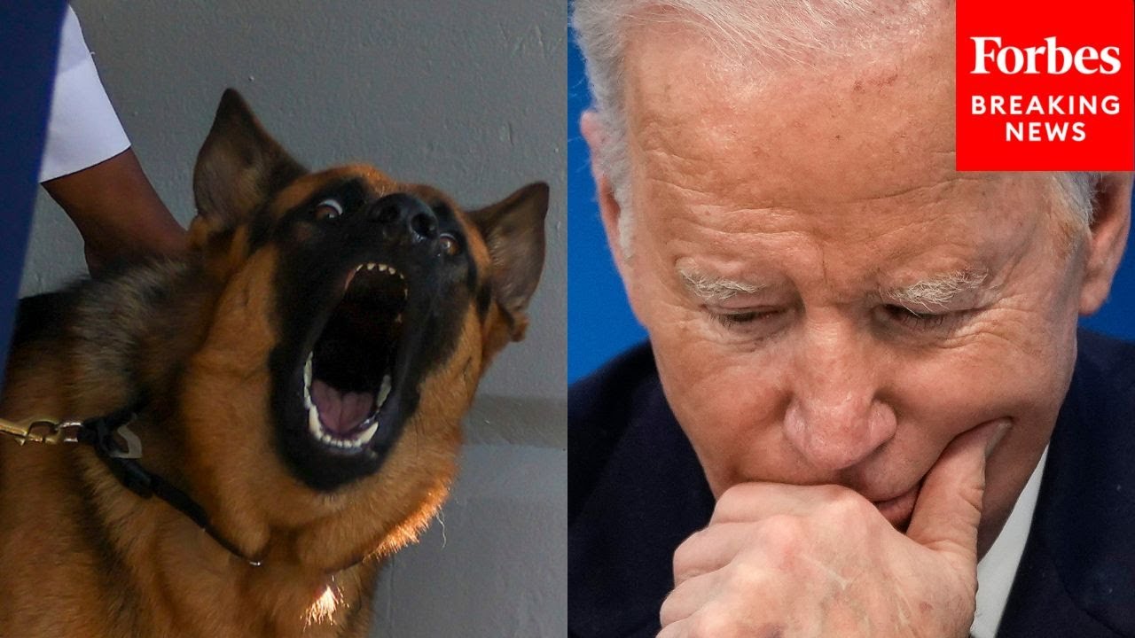 Biden’s Dog Removed From White House After Biting Incidents