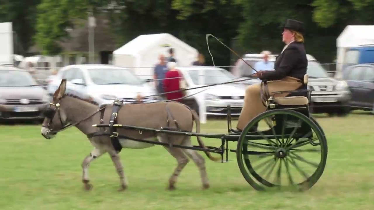 Single donkey competing in the Under 13.2hh Private Driving