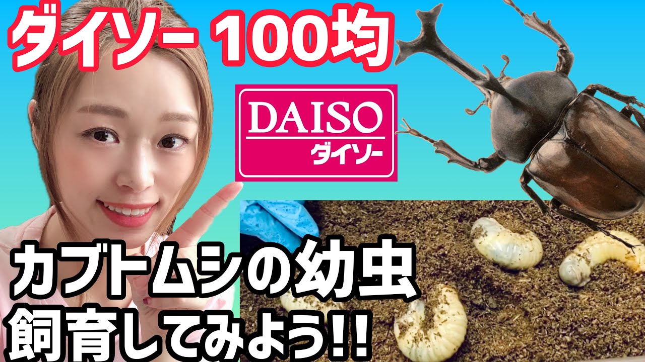 【カブトムシ】昆虫飼育を始める方必見👀100円ショップで買ったものをちょこっとDIYでカブトムシの幼虫を飼育してみよう‼️