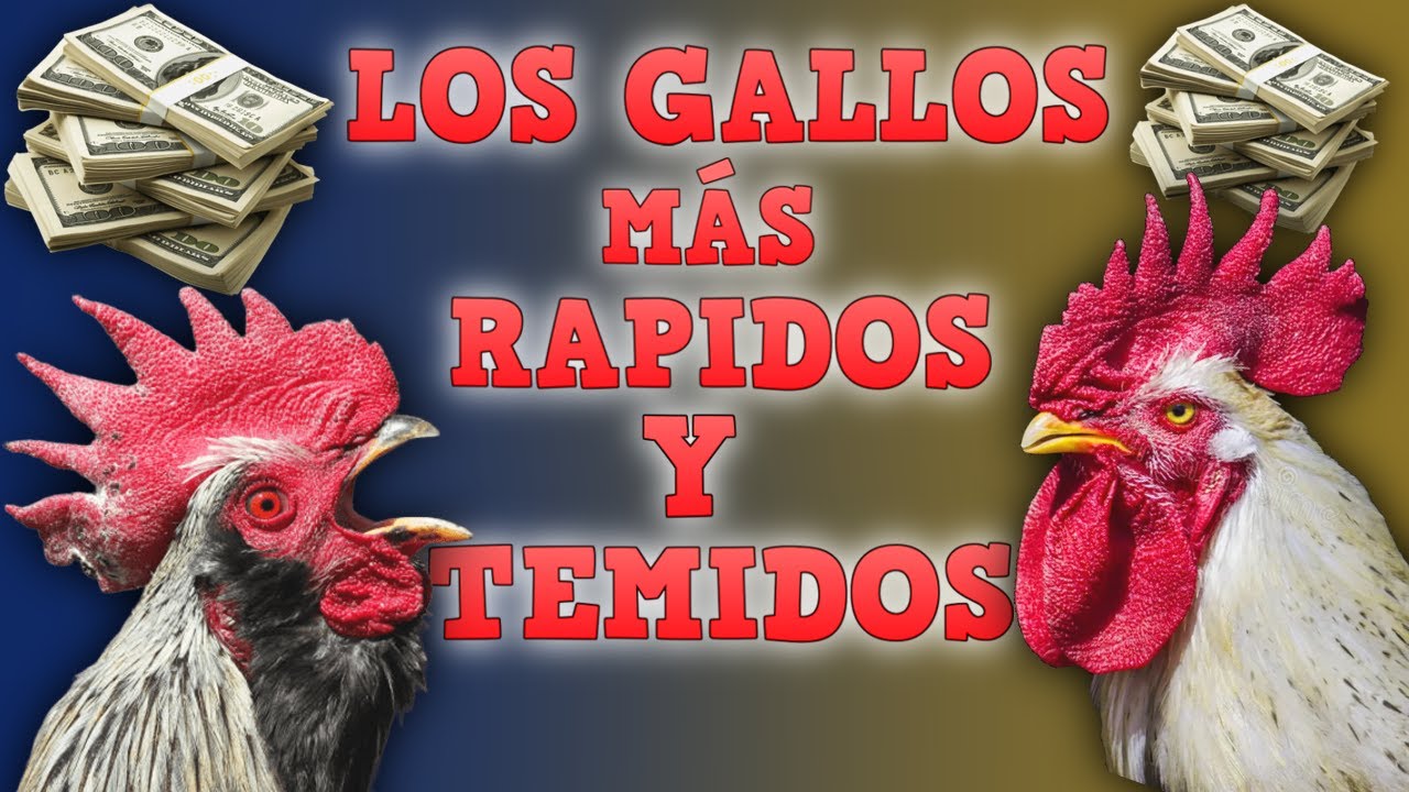 LOS 7 GALLOS MAS FUERTES Y RAPIDOS DEL MUNDO ¡El último es un Monstruo!