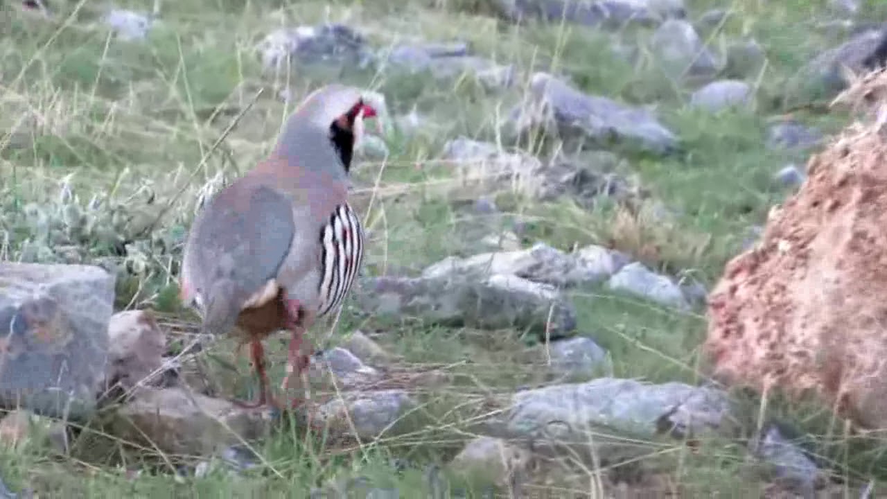Keklik Avı (Bağlı) | الحجل طائر | куропатка | partridge