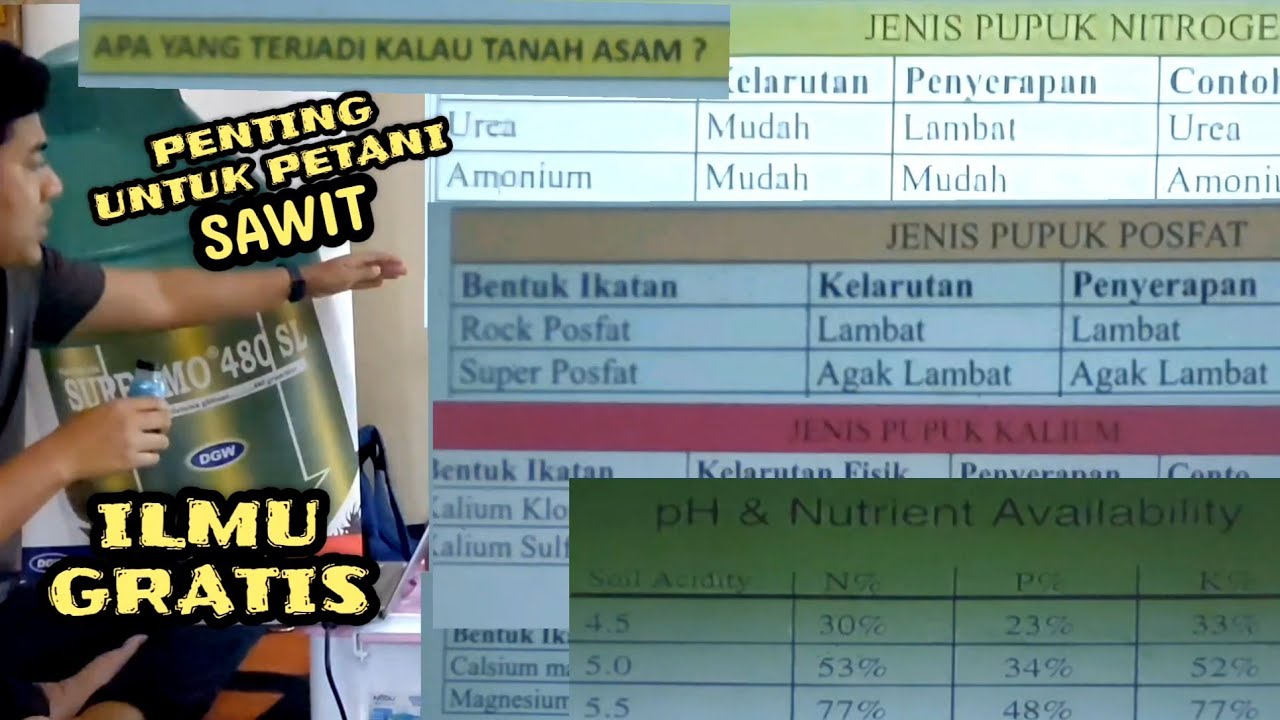 Pupuk Hemat Buah Sawit Lebat Itulah Petani Hebat || Ilmu Gratis dari SP Pupuk Kancil Emas