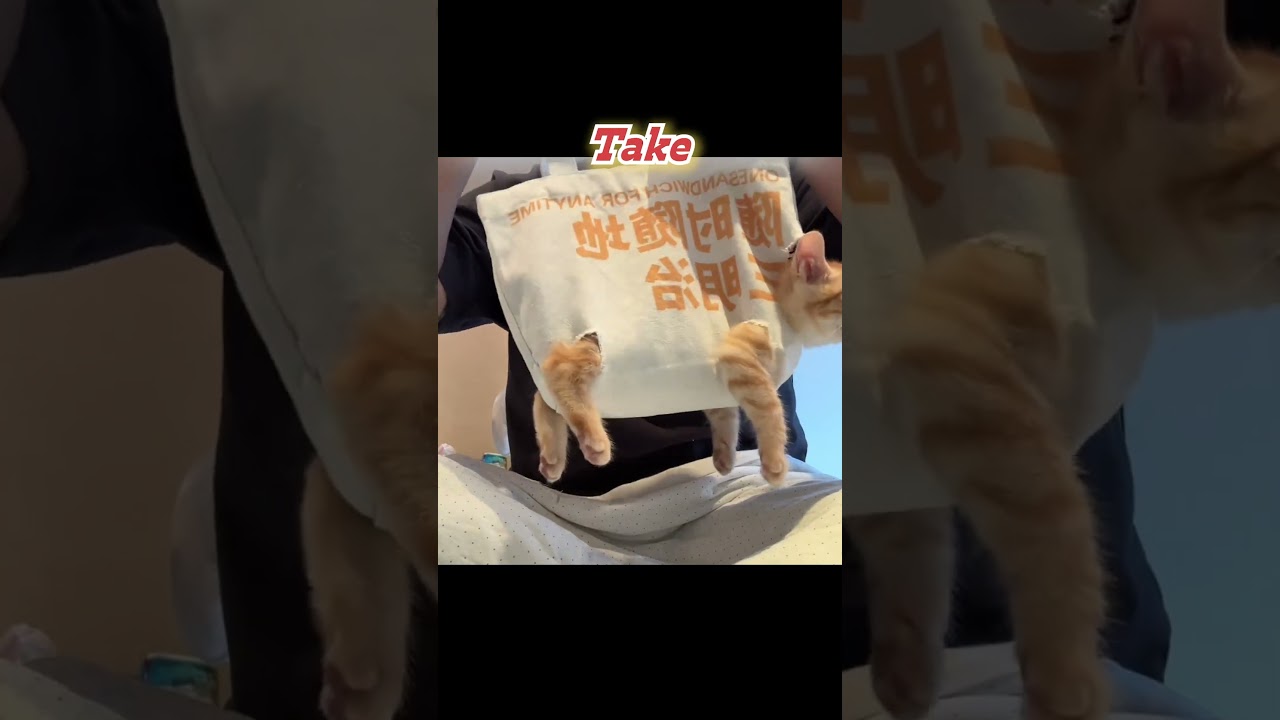 Cutting Cat Nails Solo? Here&rsquo;s How to Do It!