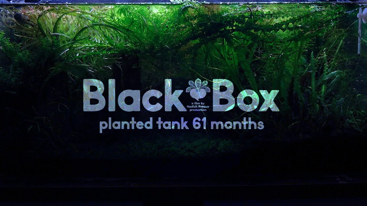 ブラックボックス水草水槽（ｱｸｱﾘｳﾑ, 61ヶ月目）