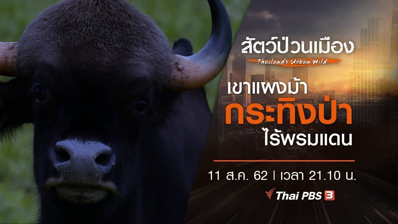 เขาแผงม้า กระทิงป่าไร้พรมแดน : สัตว์ป่วนเมือง (11 ส.ค. 62)