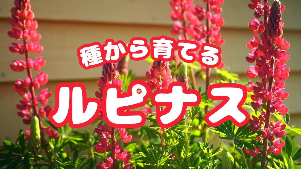 種から育てるルピナス