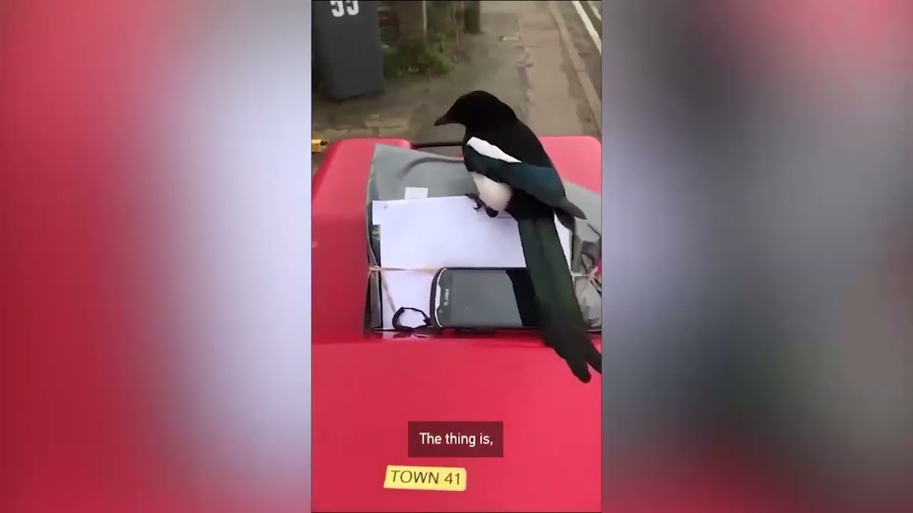 Funny moment postman is ambushed by a cheeky magpie who insists on helping deliver letters