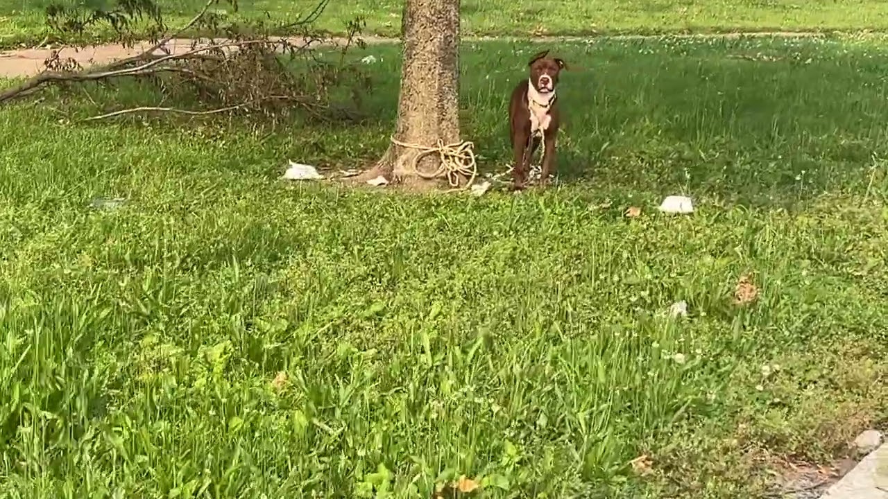 You deserve better, Beans - Stray Rescue of St.Louis