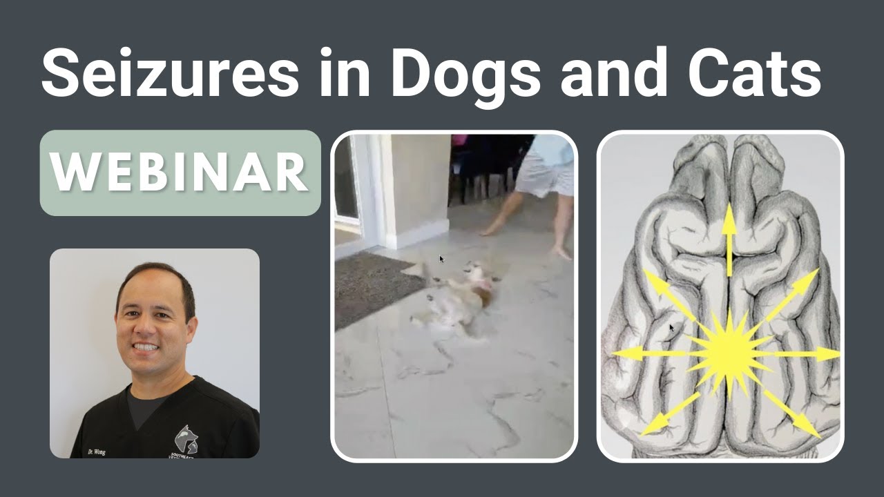 Seizures in Dogs and Cats || SEVN Webinar Series
