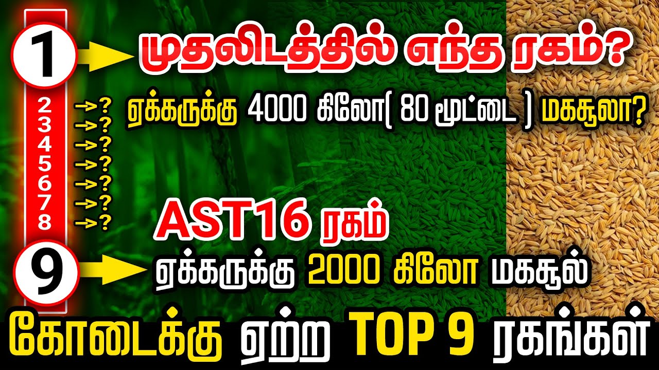 TPS 5 ,CO 51,ADT 57 இதில் எந்த ரகத்தில் அதிக மகசூல் | TOP 9 குறுகிய கால நெல் ரகங்கள் SHORT DURATION