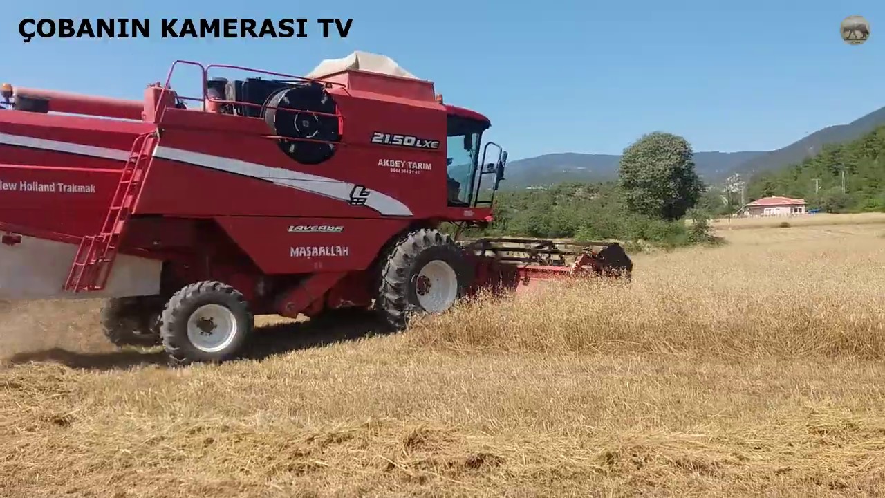21.50LXE LAVERDA BİÇER DÖVER İLE BUĞDAY BİÇİMİ ( DOMUZ BEKİDEN KURTULDUM )
