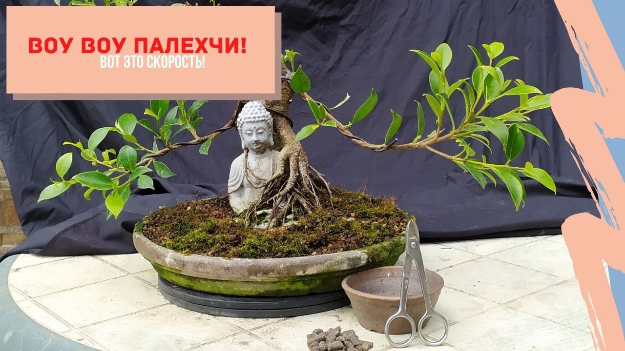 Фикус с Буддой удивительные изменения! Как привить ветку у бонсай? Unbelievable   Changes