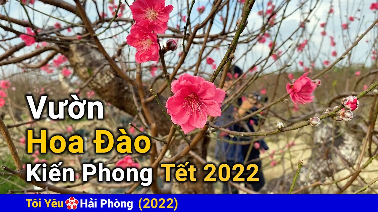 Vườn hoa đào ngày Tết năm 2022 ở Kiến Phong tại Hải Phòng