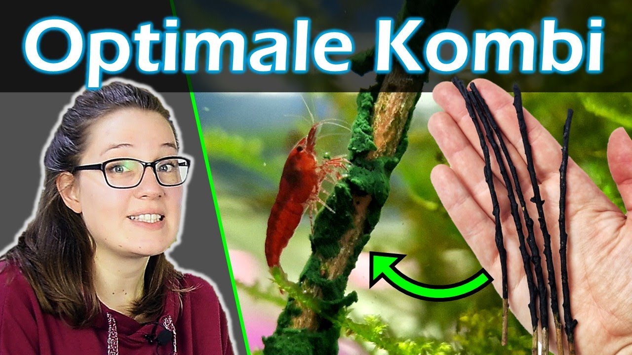 gesunder Knabberspaß 🍭 Willow Shrimp Lollis - Weide & Spirulina