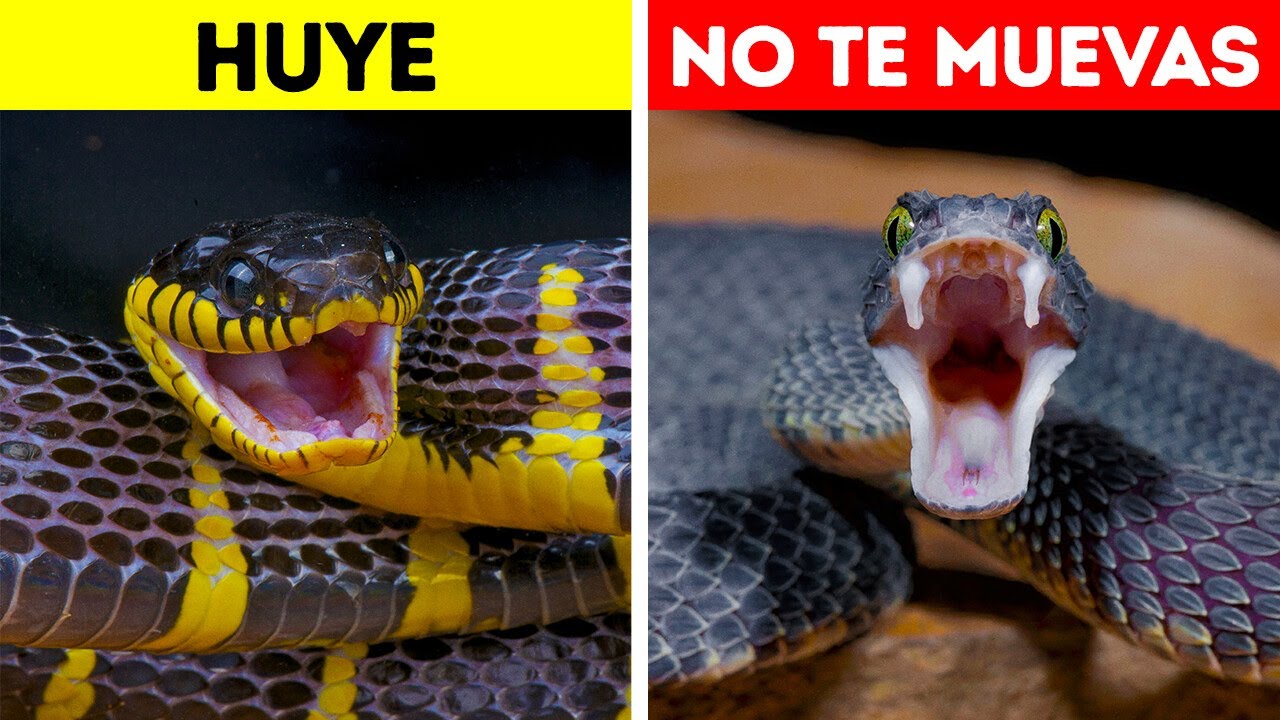 Cómo sobrevivir a un encuentro con una serpiente en la naturaleza
