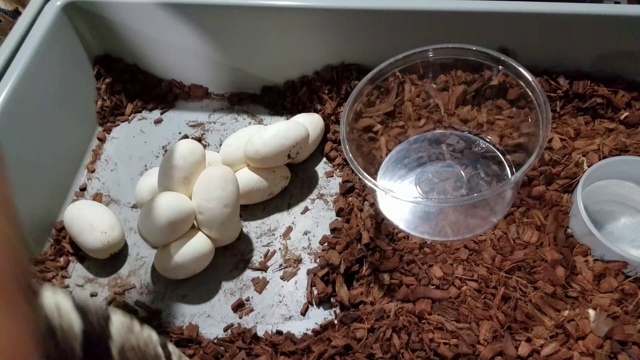 Ball python clutches #10 and 11.