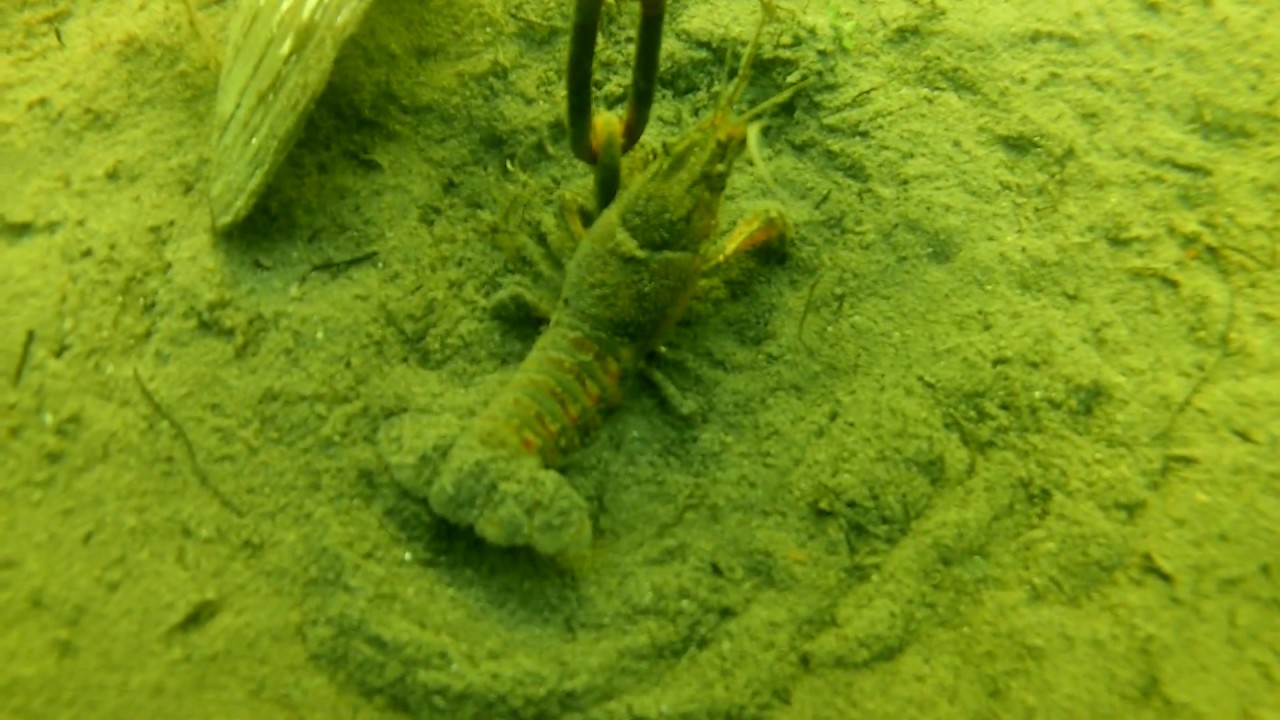 Scuba Druskininkai Alka