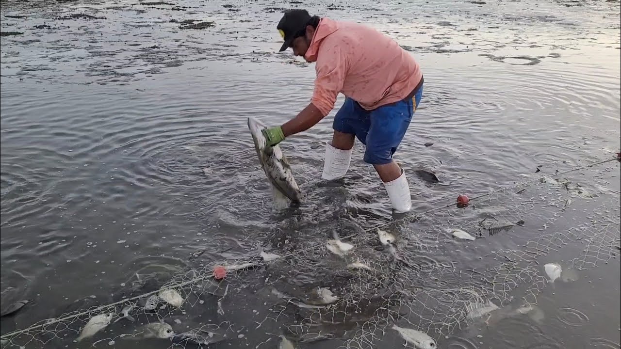 Pesca de róbalo hubo hasta para agarrar con la mano 