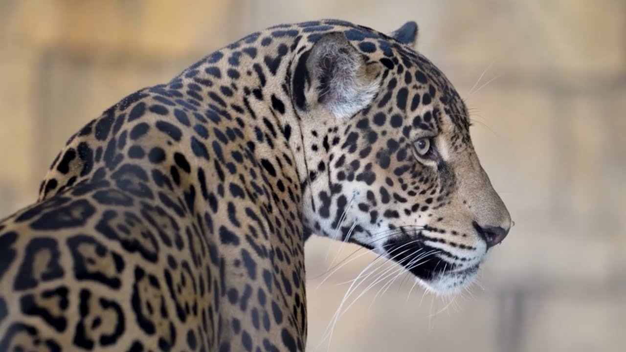 Palm Beach Zoo’s ‘Rhythm in the Wild’ brings live music, animal encounters, and nighttime magic