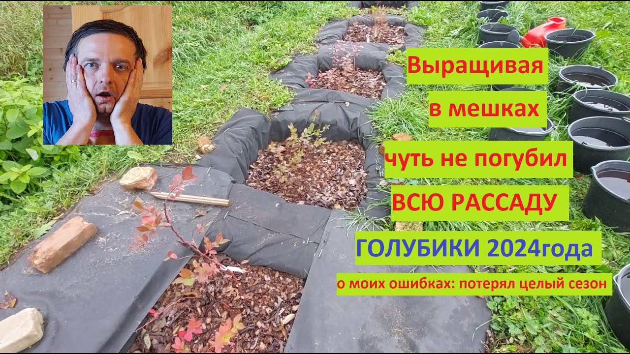 Выращивая в садовых мешках чуть не ПОГУБИЛ ВСЮ РАССАДУ ГОЛУБИКИ в сезоне 2024!