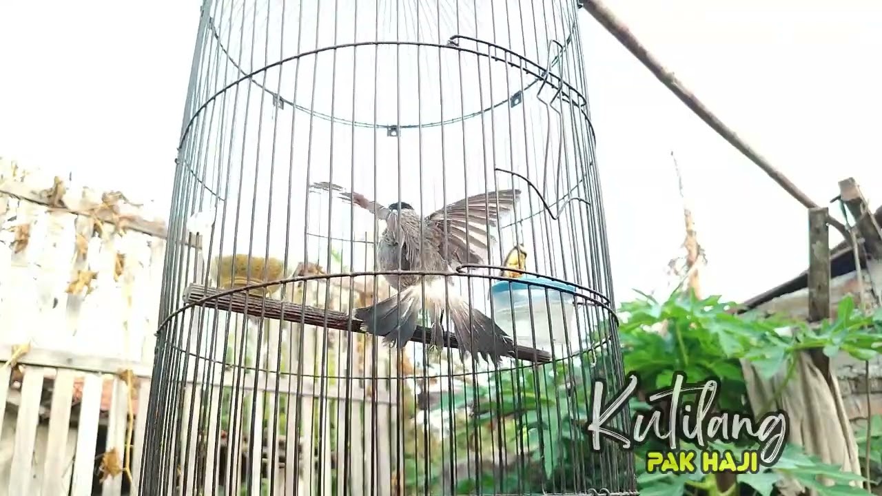 Gacor! Mancing Lawan suara kutilang ASLI | suara kutilang gacor ampuh buat pancingan kutilang PIKAT