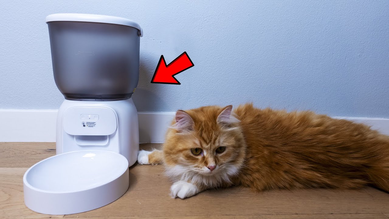 Lampick Cat Feeder:  We Tried It And It's Great!