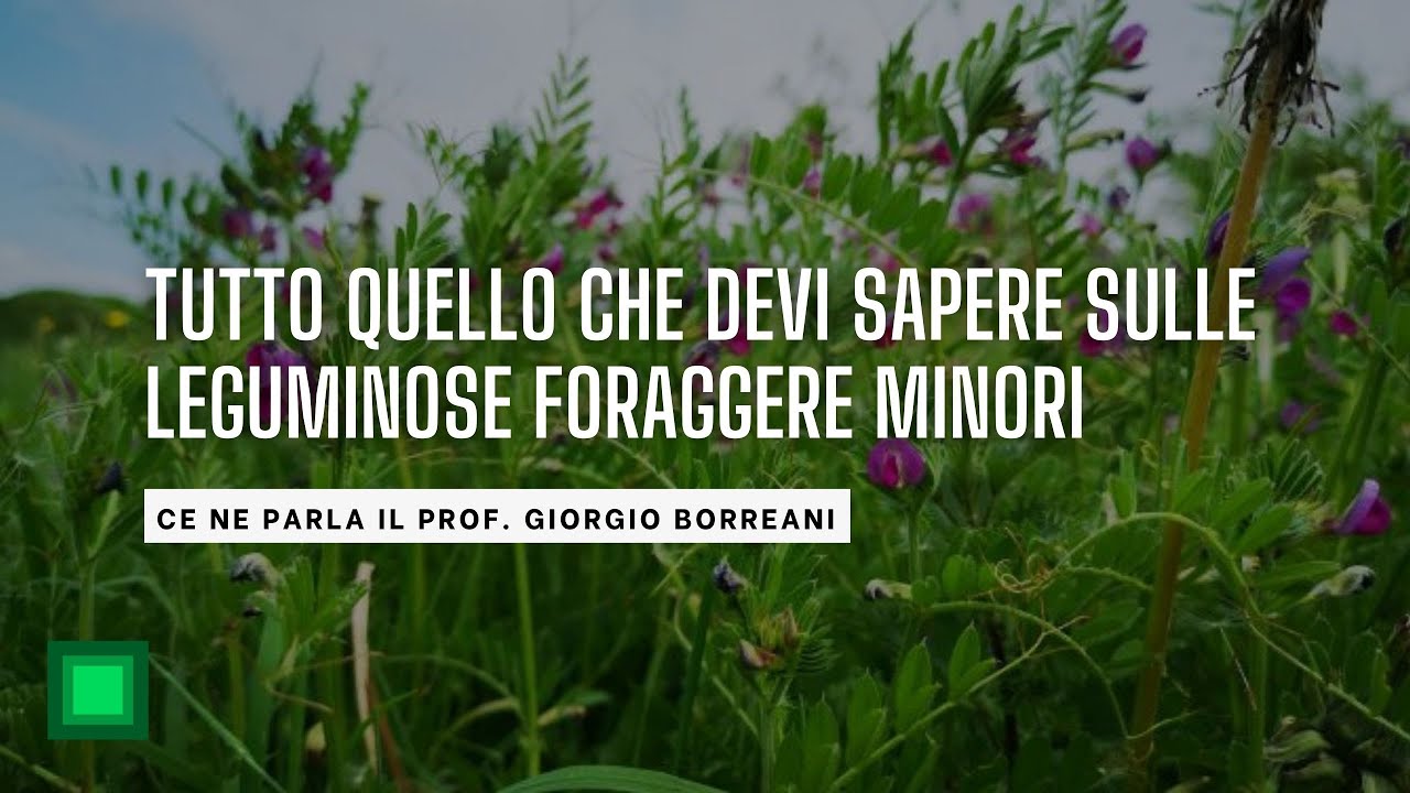 Tutto quello che devi sapere sulle leguminose foraggere minori. Ce ne parla il Prof. Borreani