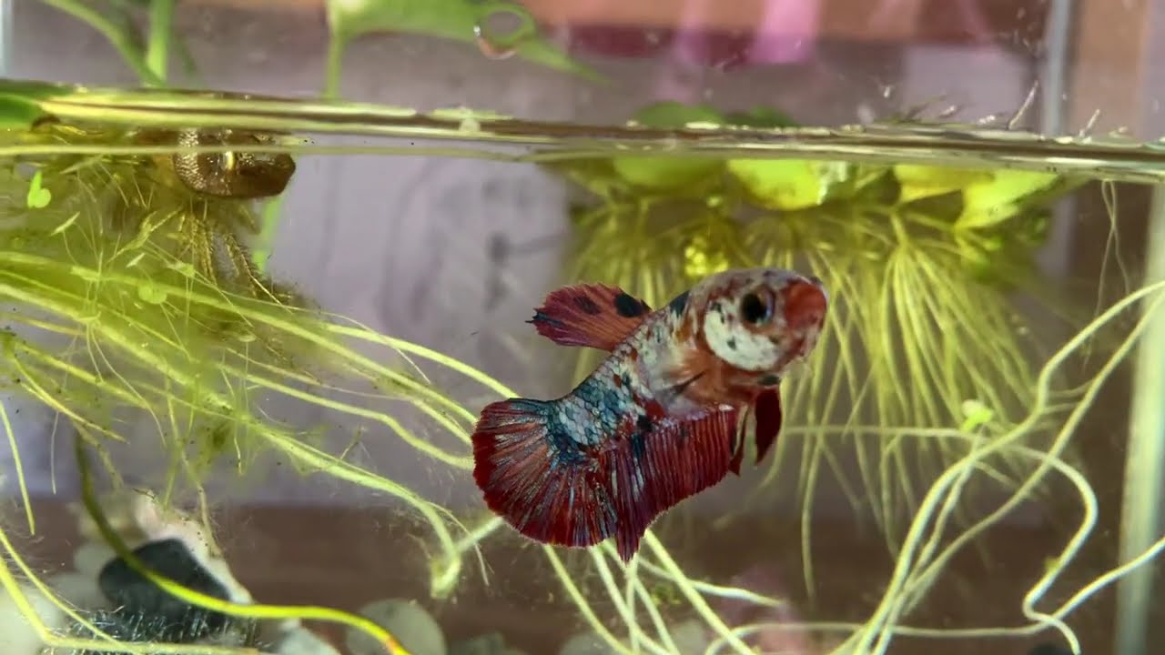 #bettafish