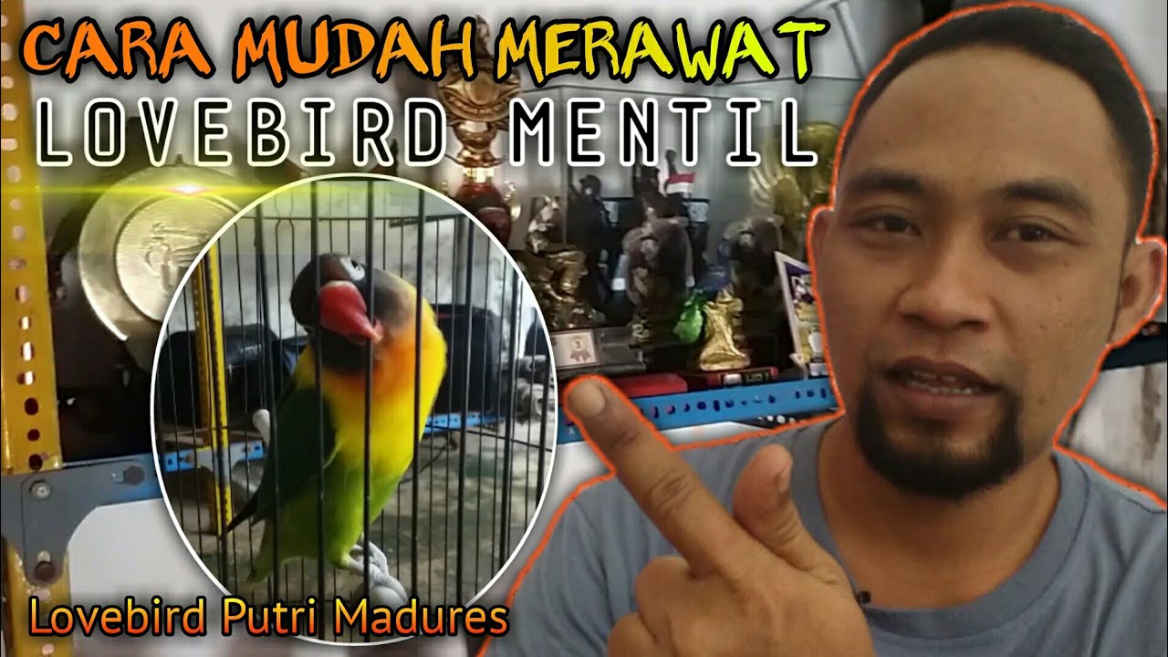 #LovebirdFighter #LovebirdMentil Rawatan lovebird fighter mentil - LB. Putri Madures || BGM Channel