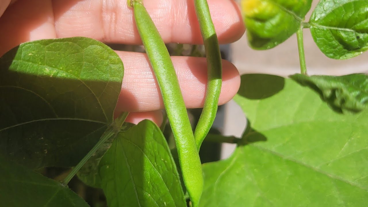 Horta em casa. Meu quintal está lindo. 