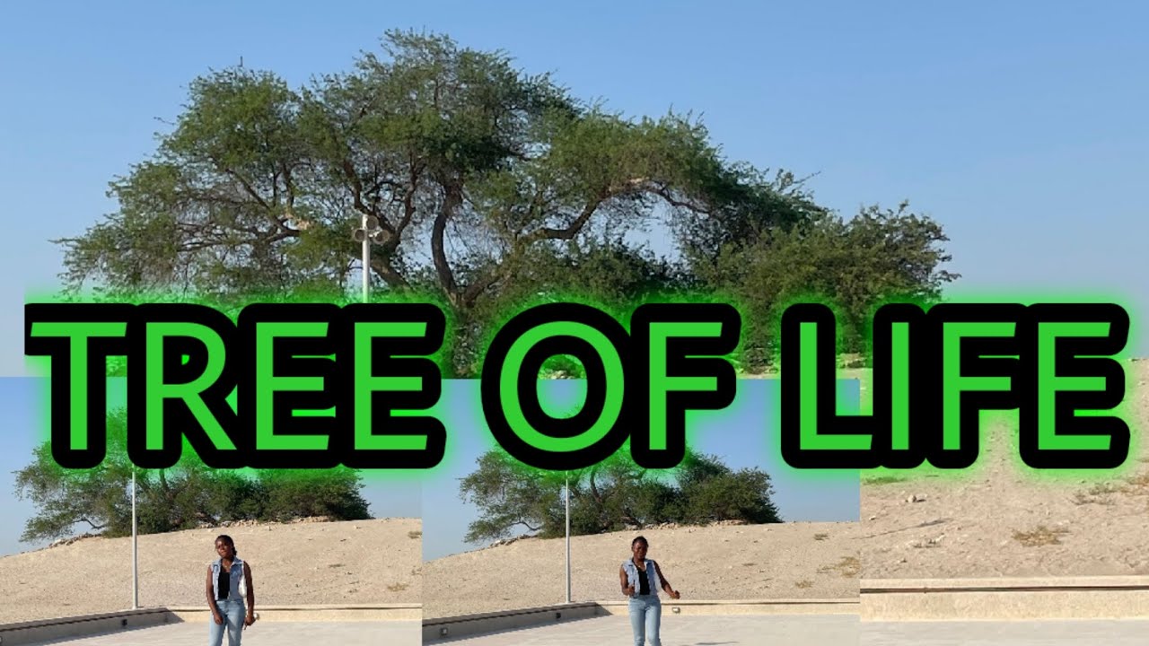 TREE OF LIFE BAHRAIN 😍