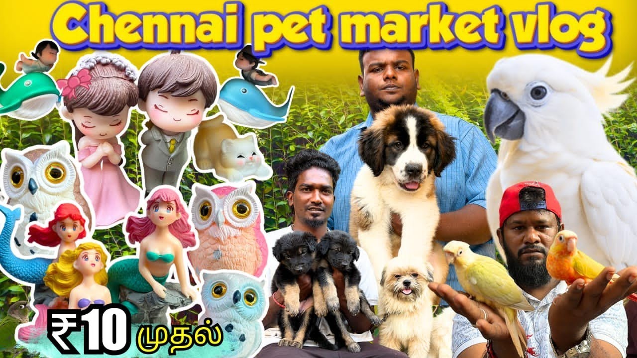 Chennai Hidden pet market Tour‼️|Sunday Special video💥|