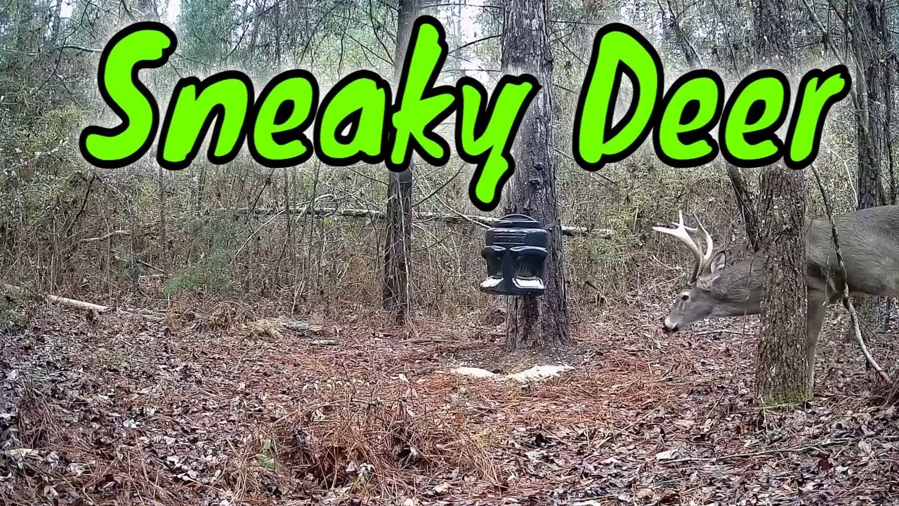 Trail Cam Tuesday
