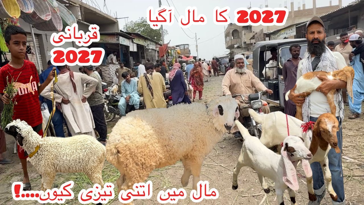 Karachi Bakra Mandi Bhains Colony Latest Rates Update 11 Jun 2026 || Qurbani Season 2027 