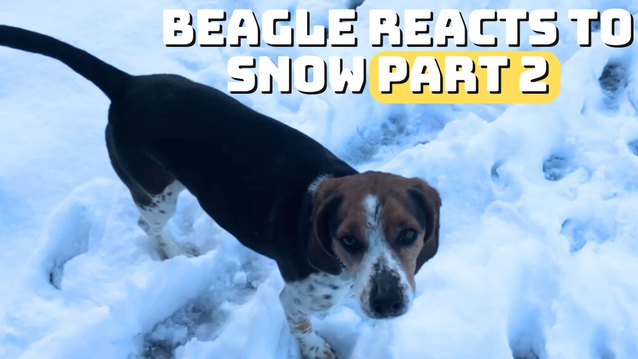 Beagle's HILARIOUS Snow Adventures | Part 2