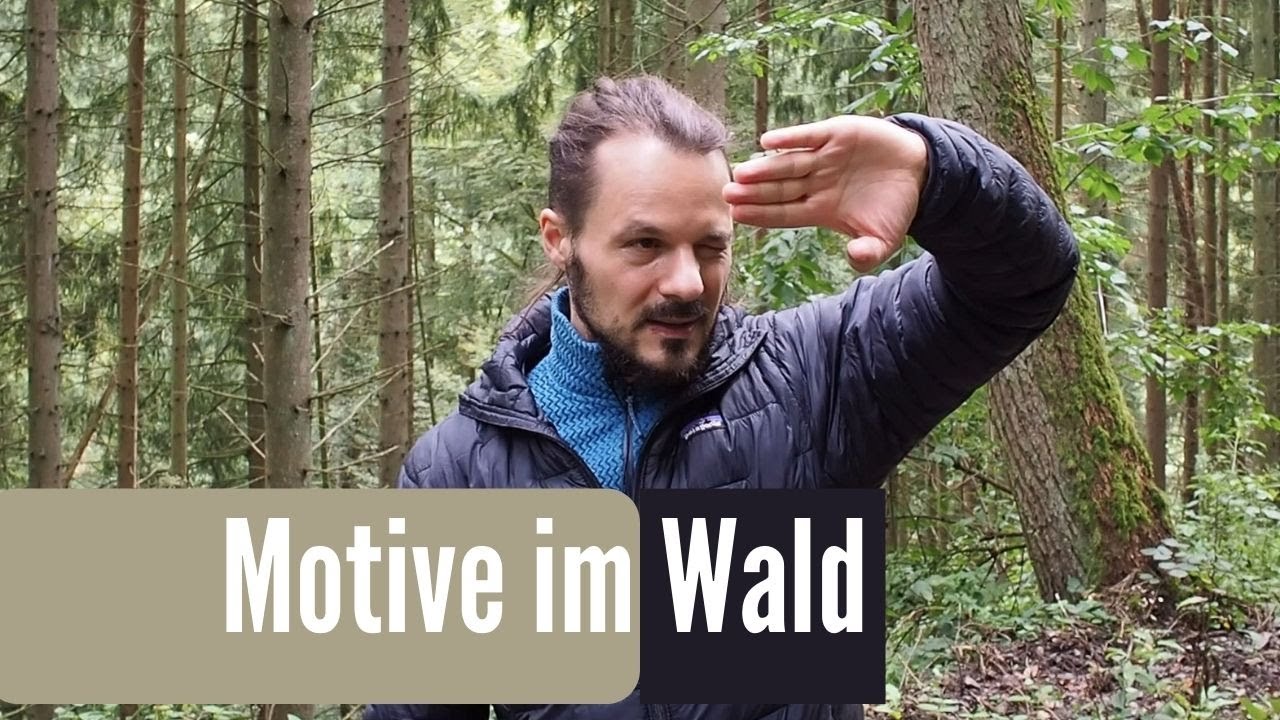 Waldfotografie  MOTIVE IM WALD