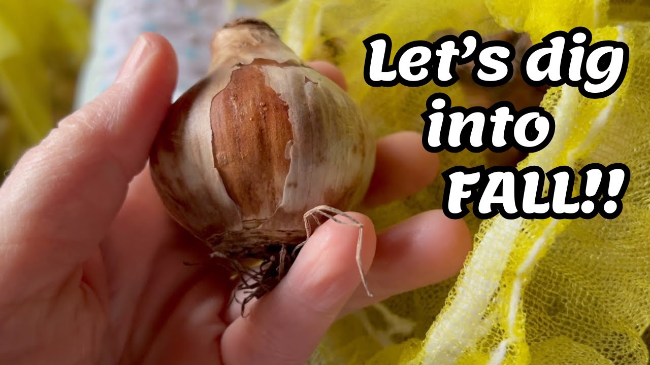 Fall Bulbs for Spring 2026!