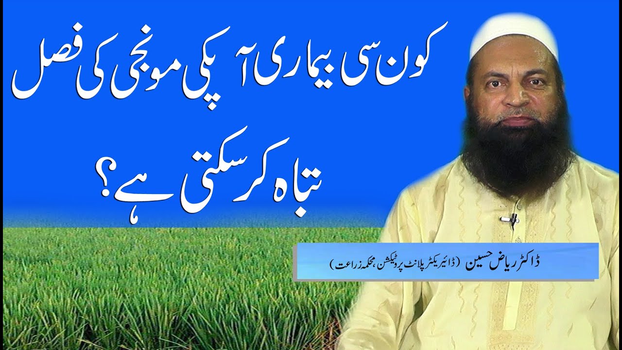 Paddy Diseases & Treatments | Kisan News TV | Chawal Ki Kashat | Moonji Ki Kashat