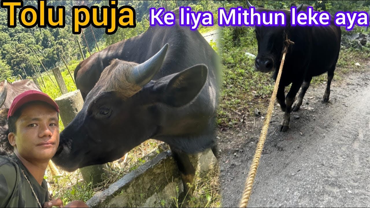 Ajj tolu puja ke liya Mithun dunke aya||Mishmi trib||sacrifice Mithun for tolu puja