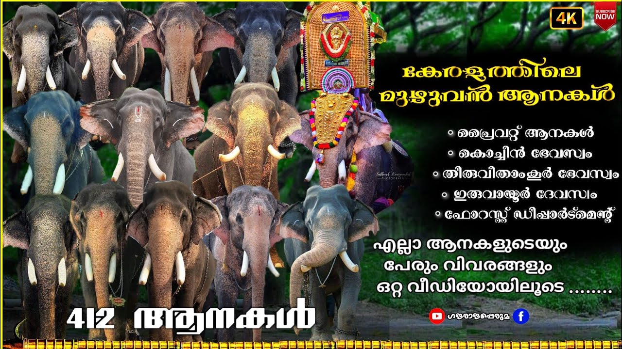 കേരളത്തിലെ മുഴുവൻ ആനകൾ|All elephants of kerala|എല്ലാ ആനകളുടെയും പേരും വിവരങ്ങളും ഒറ്റ വീഡിയോയിലൂടെ..