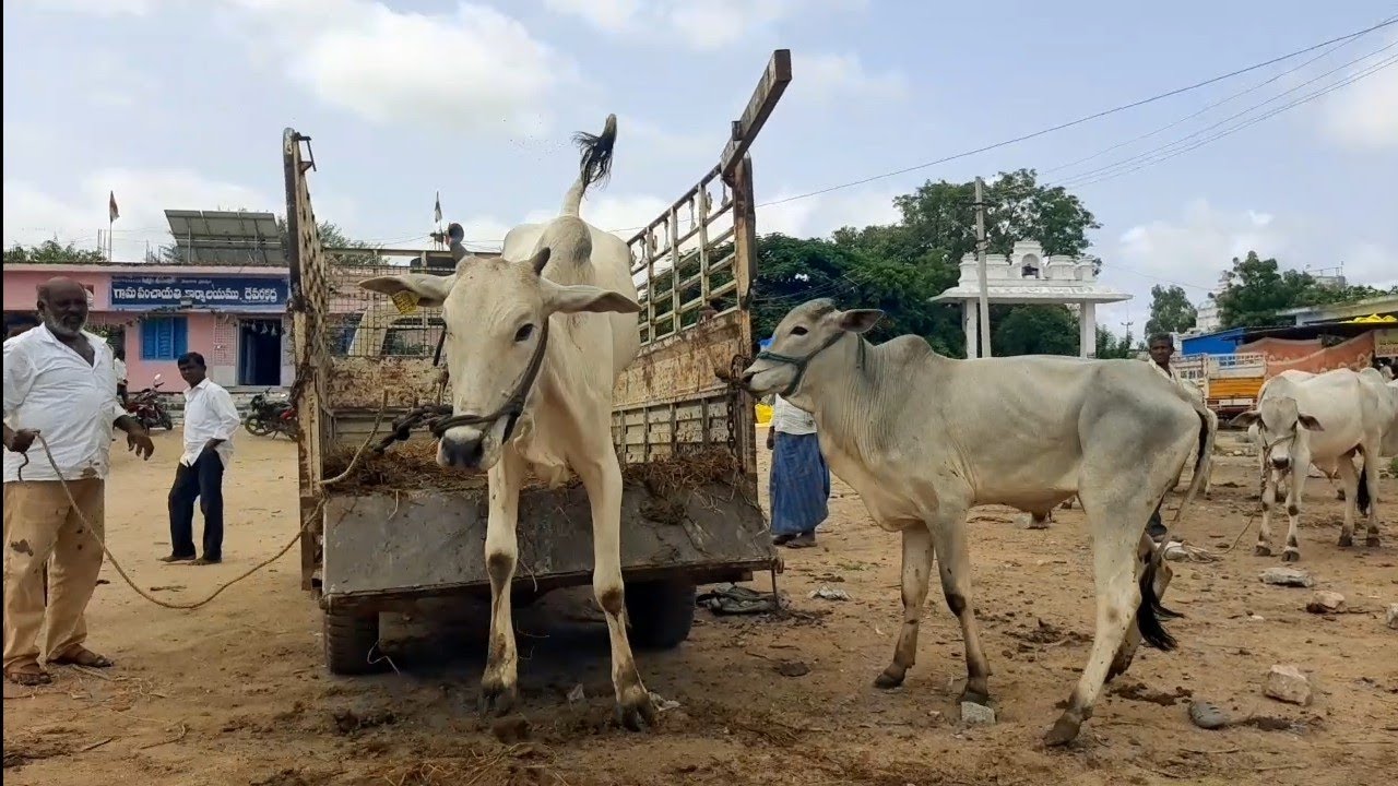 cow jumping video | cow | cow farming &lrm;@PURNA FARMS AGRICULTURE&nbsp;