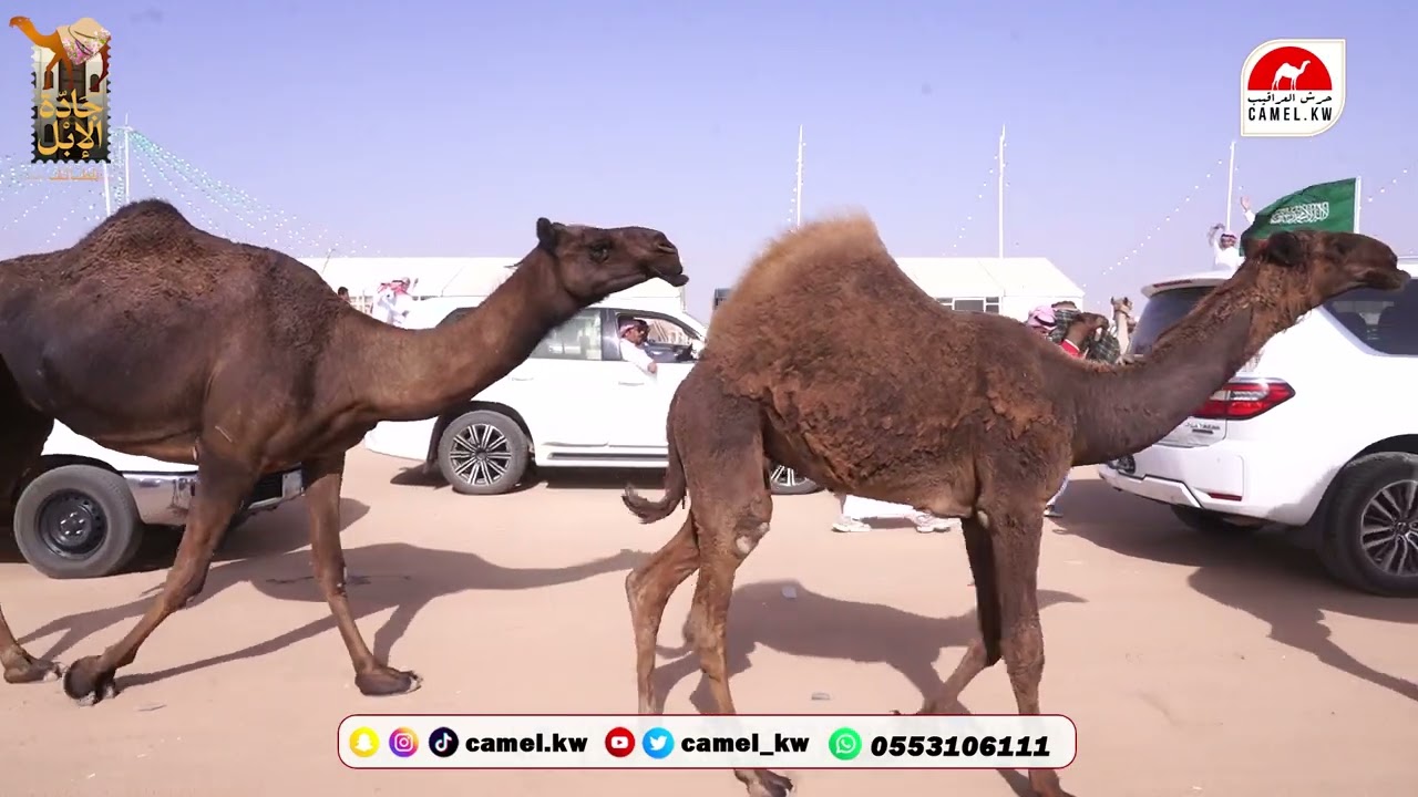 مسيرة قعود فردي /  عبد الله بن فهد العدواني