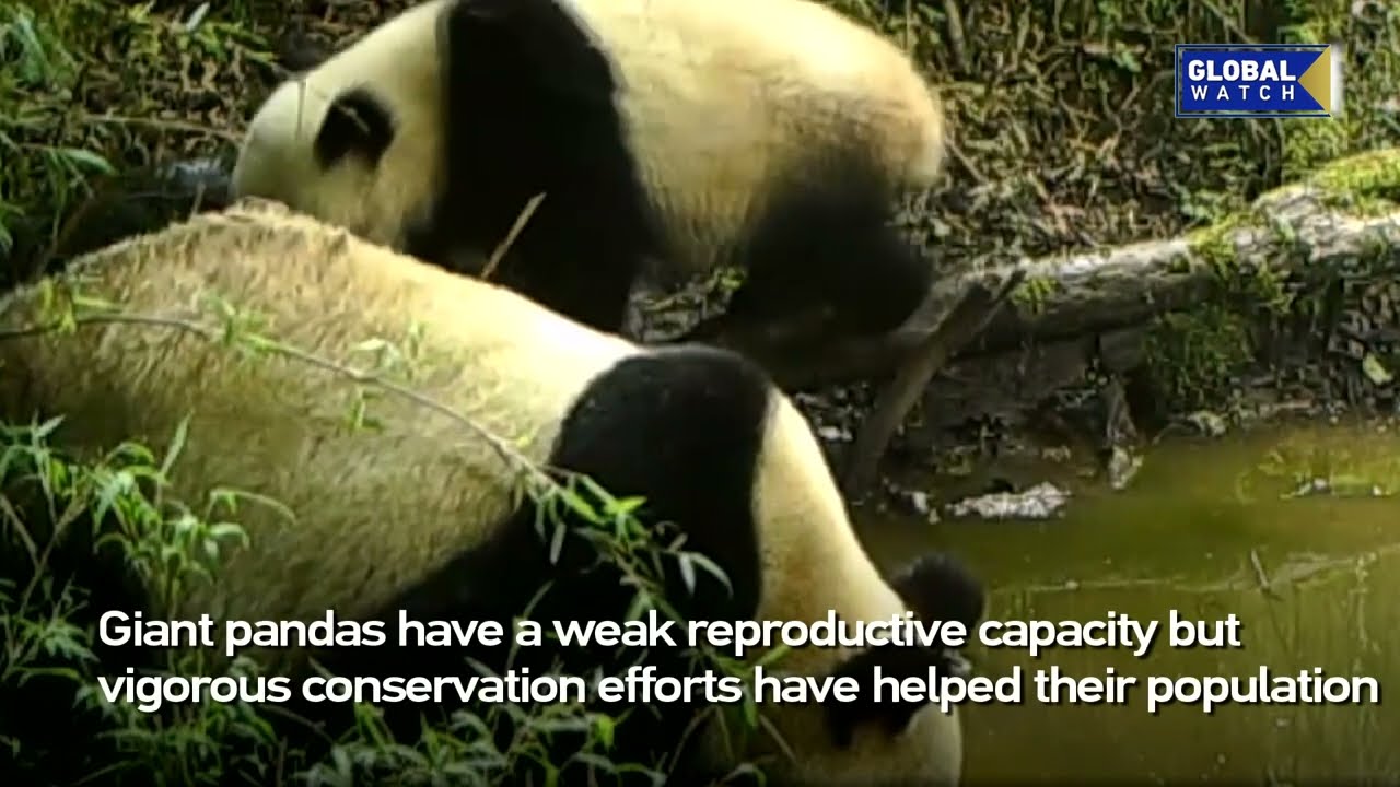 Videos of a Giant Panda and its cub in the wild captured in Sichuan